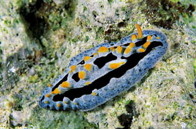  Phyllidia coelestis (Sea Slug)